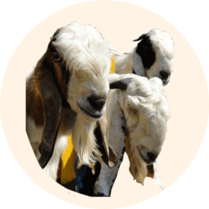 harga kambing aqiqah blitar