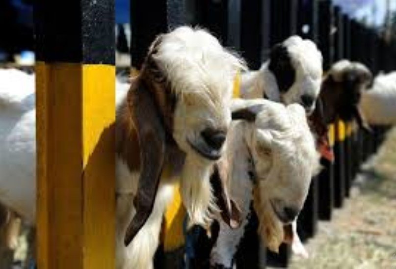 Perbedaan Pengertian Aqiqah Dan Qurban - IMAGESEE